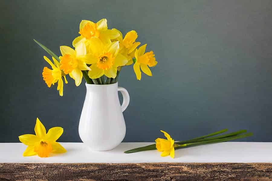 Awakening Spring: March Birthday Flower Revelations