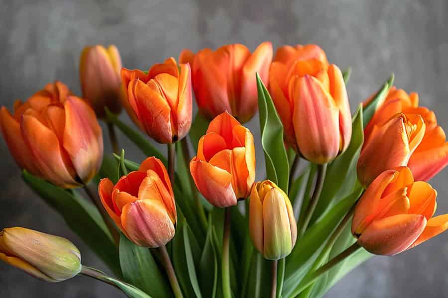 From Sweethearts to Soulmates: Anniversary Flower Stories