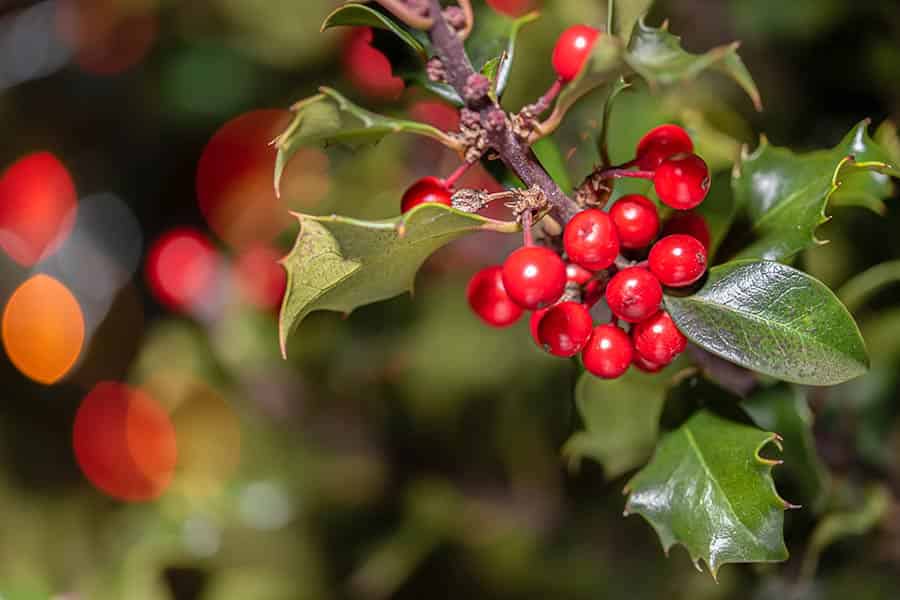 Frosty Petals: December’s Birthday Flower Delights