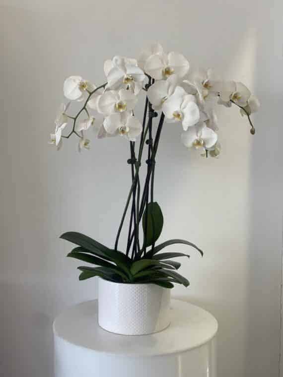 Elegant Serenity Orchid: Peaceful Beauty for Any Space