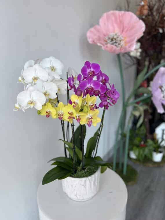 Vibrant Orchid Trio: Luxurious Harmony for Home Decor