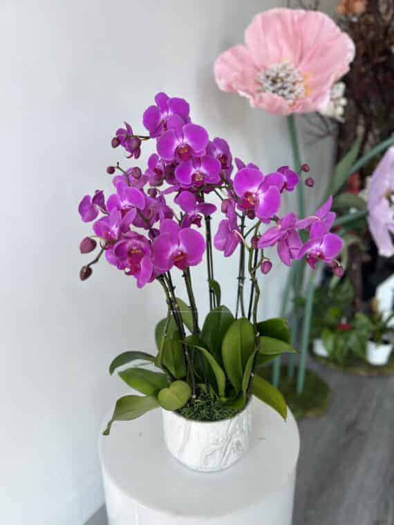 Vibrant Orchid Elegance: Exotic Beauty for Any Space