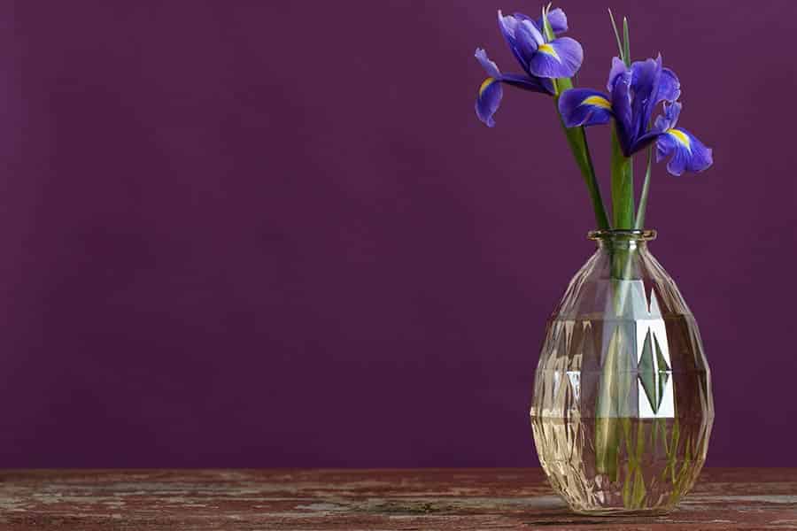 Love Month Blooms: February’s Birthday Flower Tale