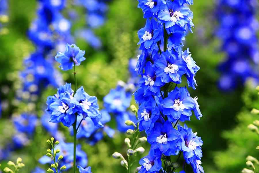 Midsummer Magic: July’s Birthday Flower Wonders