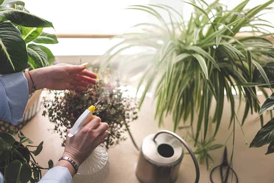 Protect Your Blooms: 8 Common Flower Diseases and How to Prevent Them