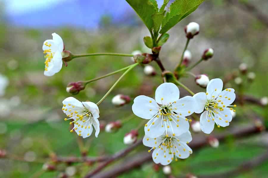 Spring’s Whisper: May’s Birthday Flower Secrets
