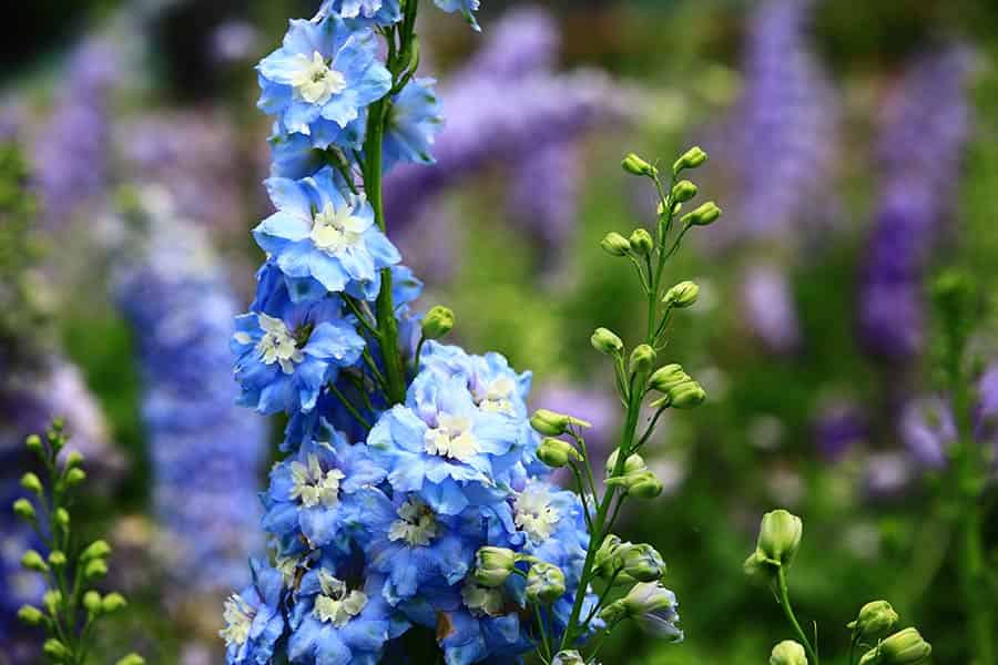 Summer’s Crown: July’s Birthday Flower Spotlight