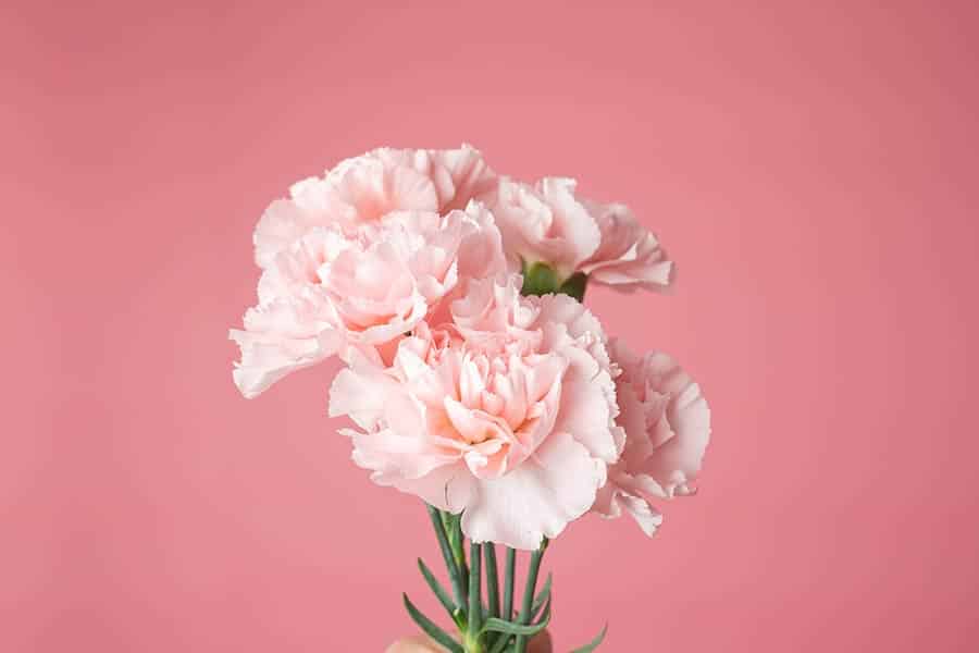Year-by-Year: Your Ultimate Anniversary Flower Guide