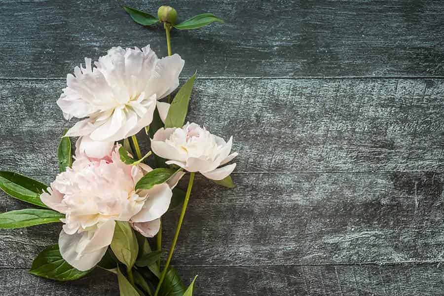 SympathyFlowerMessagesforMeaningfulCondolences