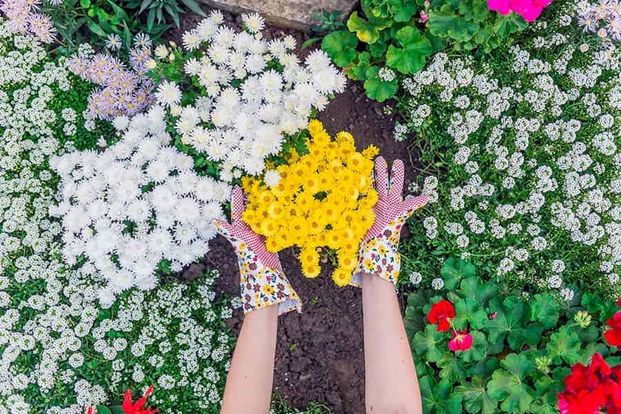 Top Seasonal Flowering Plants for Landscaping